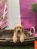 Goldendoodle Mr, a male Goldendoodle for sale in Sacramento, CA – 2 of 2