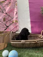 Goldendoodle Mr, a male Goldendoodle for sale in Sacramento, CA – 3 of 3