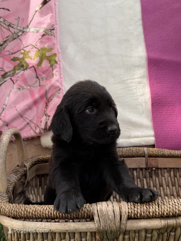 Goldendoodle Sr – Goldendoodle puppy for sale in Sacramento, CA