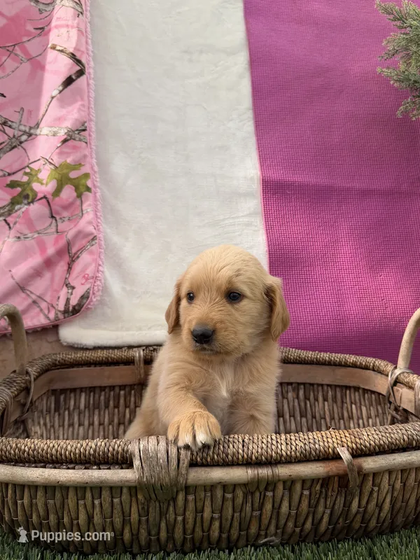 Goldendoodle Mr – Goldendoodle puppy for sale in Sacramento, CA