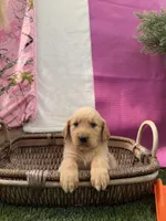 Goldendoodle Jr, a female Goldendoodle for sale in Sacramento, CA – 3 of 3
