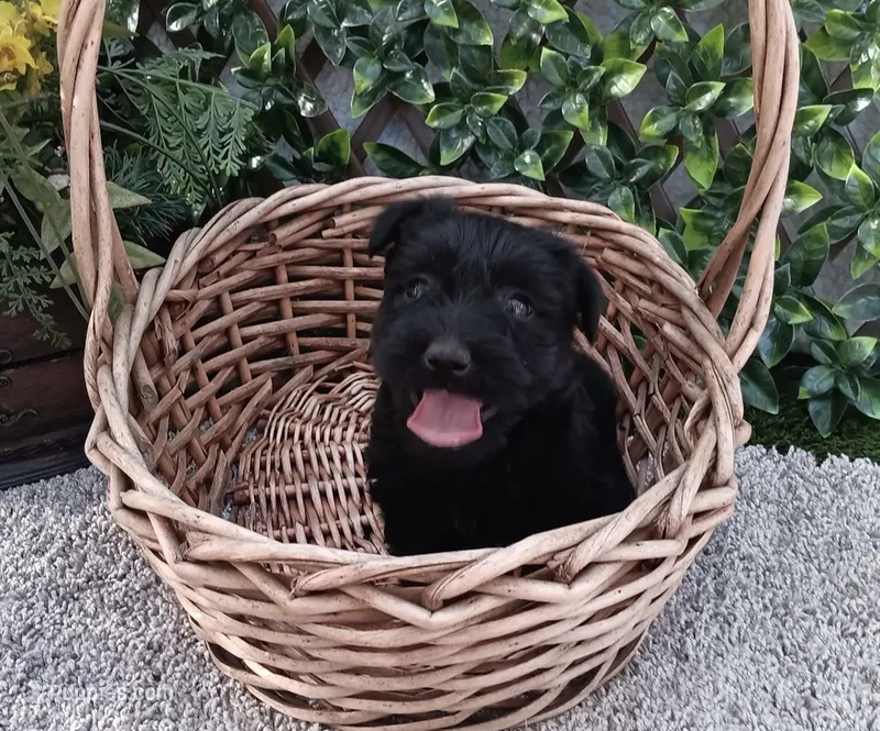 Ms Scottish Terrier – Scottish Terrier puppy for sale in Sacramento, CA
