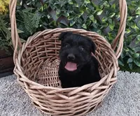 Ms Pup, a male Scottish Terrier and Shih Tzu for sale in Sacramento, CA – 1 of 1