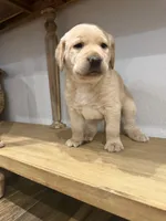 Butter , a female Labrador Retriever for sale in Yucaipa, CA – 2 of 10