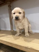 Butter , a female Labrador Retriever for sale in Yucaipa, CA – 4 of 10