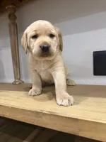 Butter , a female Labrador Retriever for sale in Yucaipa, CA – 7 of 10