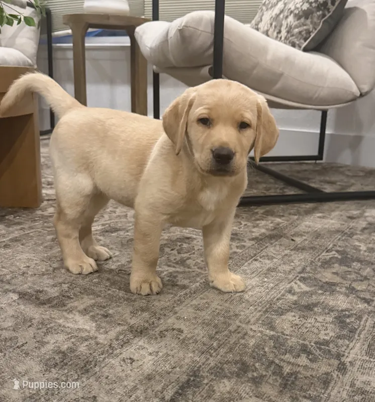 Butter  – Labrador Retriever puppy for sale in Yucaipa, CA