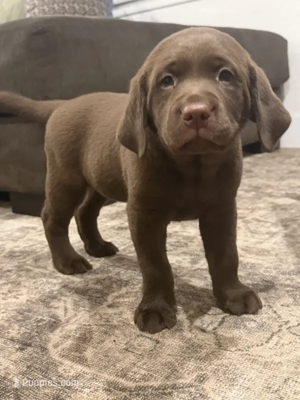 Hazel – Labrador Retriever puppy for sale in Yucaipa, CA