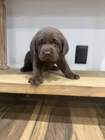 Hazel, a male Labrador Retriever for sale in Yucaipa, CA – 6 of 7