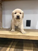 Butter , a female Labrador Retriever for sale in Yucaipa, CA – 6 of 10