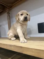 Butter , a female Labrador Retriever for sale in Yucaipa, CA – 1 of 10