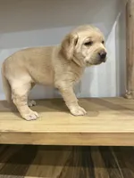 Butter , a female Labrador Retriever for sale in Yucaipa, CA – 10 of 10