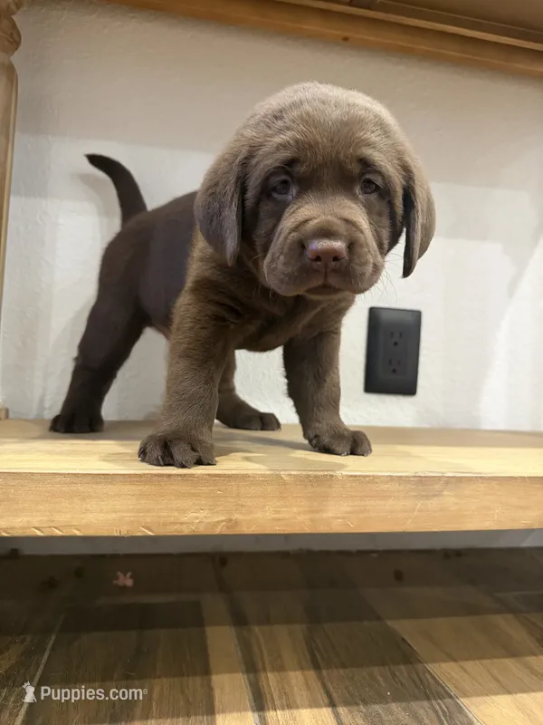 Hazel – Labrador Retriever puppy for sale in Yucaipa, CA