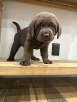 Hazel, a male Labrador Retriever for sale in Yucaipa, CA – 1 of 7