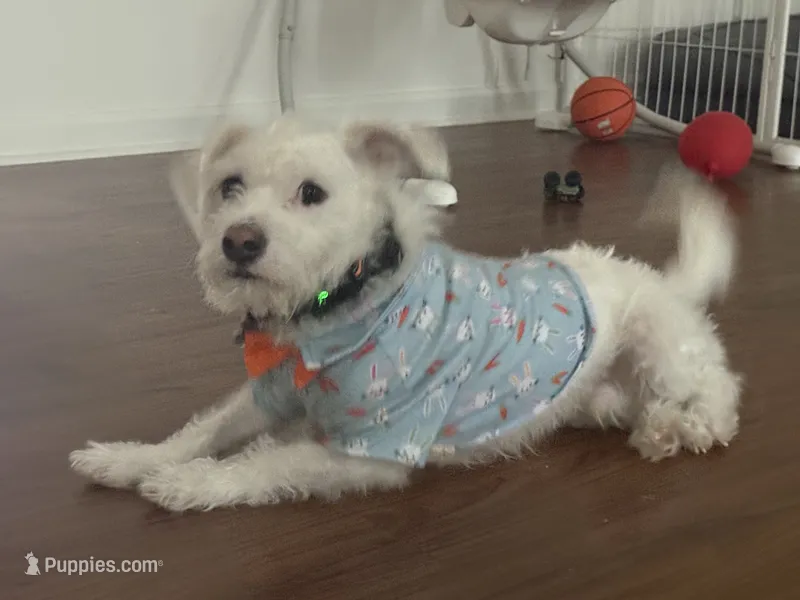 Charlie Brown – Parson Russell Terrier puppy for sale in Fort Eustis, VA