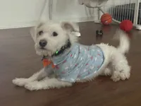 Charlie Brown, a male Parson Russell Terrier for sale in Fort Eustis, VA – 2 of 5