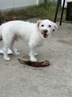 Charlie Brown, a male Parson Russell Terrier for sale in Fort Eustis, VA – 5 of 5