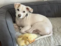 Charlie Brown, a male Parson Russell Terrier for sale in Fort Eustis, VA – 1 of 5