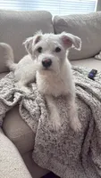 Charlie Brown, a male Parson Russell Terrier for sale in Fort Eustis, VA – 3 of 5