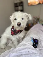 Charlie Brown, a male Parson Russell Terrier for sale in Fort Eustis, VA – 4 of 5