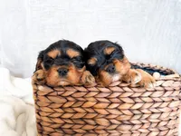 Chaeto, a male Cavalier King Charles Spaniel for sale in Elkhorn, WI – Photo 4 of 7