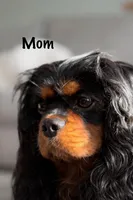 Chaeto, a male Cavalier King Charles Spaniel for sale in Elkhorn, WI – Photo 5 of 7