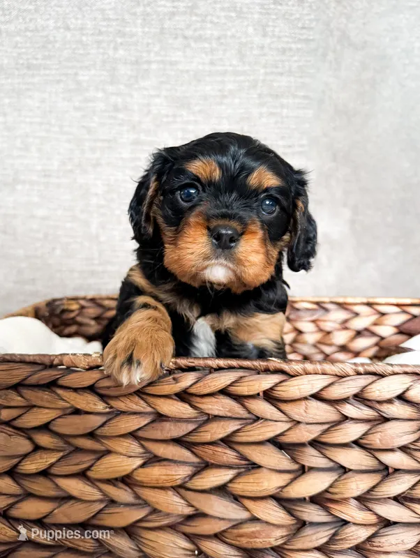 Chaeto, a male Cavalier King Charles Spaniel for sale in Elkhorn, WI – Photo 1 of 7