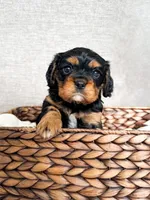 Chaeto, a male Cavalier King Charles Spaniel for sale in Elkhorn, WI – Photo 1 of 7