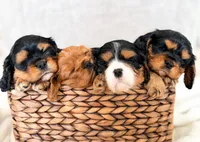 Chaeto, a male Cavalier King Charles Spaniel for sale in Elkhorn, WI – Photo 3 of 7