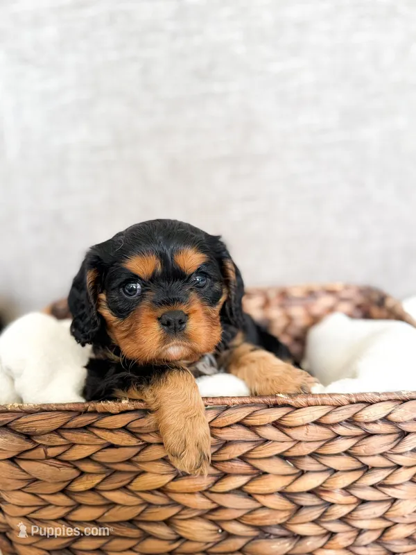 Codi , a male Cavalier King Charles Spaniel for sale in Elkhorn, WI – Photo 1 of 7