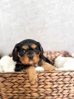 Codi , a male Cavalier King Charles Spaniel for sale in Elkhorn, WI – Photo 1 of 7