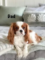 Codi , a male Cavalier King Charles Spaniel for sale in Elkhorn, WI – Photo 5 of 7