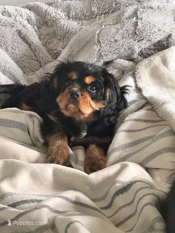 Codi  – Cavalier King Charles Spaniel puppy for sale in Elkhorn, WI