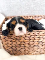 Hallie, a female Cavalier King Charles Spaniel for sale in Elkhorn, WI – Photo 2 of 6