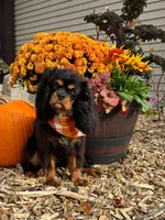 Hallie, a female Cavalier King Charles Spaniel for sale in Elkhorn, WI – Photo 5 of 6