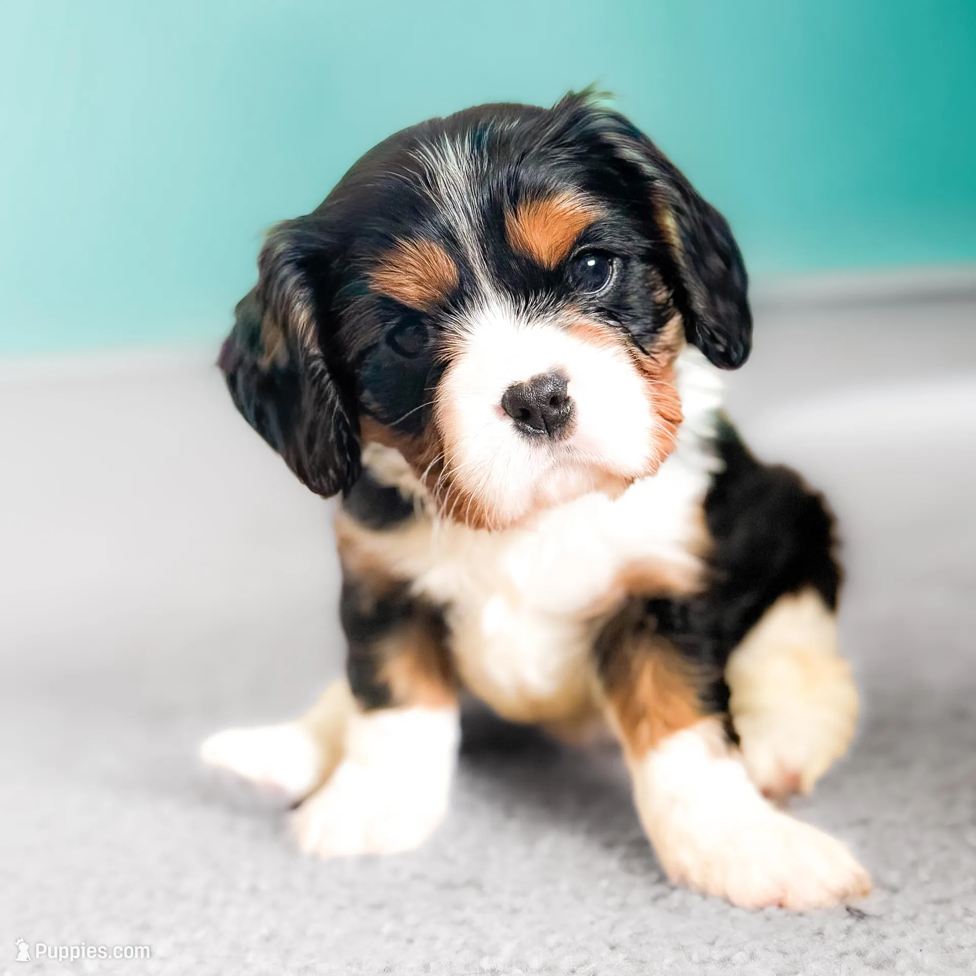 Hallie, a female Cavalier King Charles Spaniel for sale in Elkhorn, WI – Photo 1 of 6