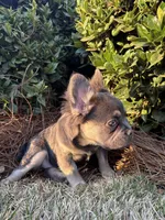Akc Fluffy Daisy, a female French Bulldog for sale in Braselton, GA – Photo 5 of 6