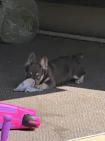 Akc Fluffy Daisy, a female French Bulldog for sale in Braselton, GA – 8 of 8