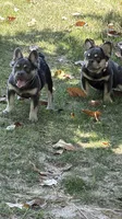 Akc Fluffy Daisy, a female French Bulldog for sale in Braselton, GA – 4 of 8