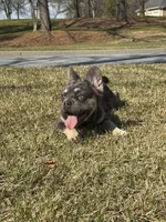 Akc Fluffy Daisy, a female French Bulldog for sale in Braselton, GA – Photo 2 of 6