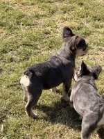 Akc Fluffy Daisy, a female French Bulldog for sale in Braselton, GA – Photo 6 of 6