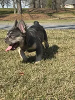 Akc Fluffy Daisy, a female French Bulldog for sale in Braselton, GA – Photo 4 of 6