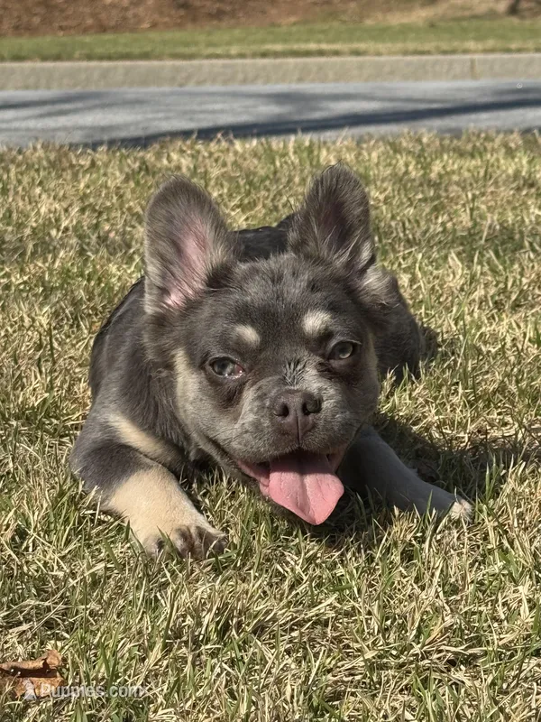 Akc Fluffy Daisy – French Bulldog puppy for sale in Braselton, GA