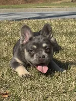 Akc Fluffy Daisy, a female French Bulldog for sale in Braselton, GA – Photo 1 of 6