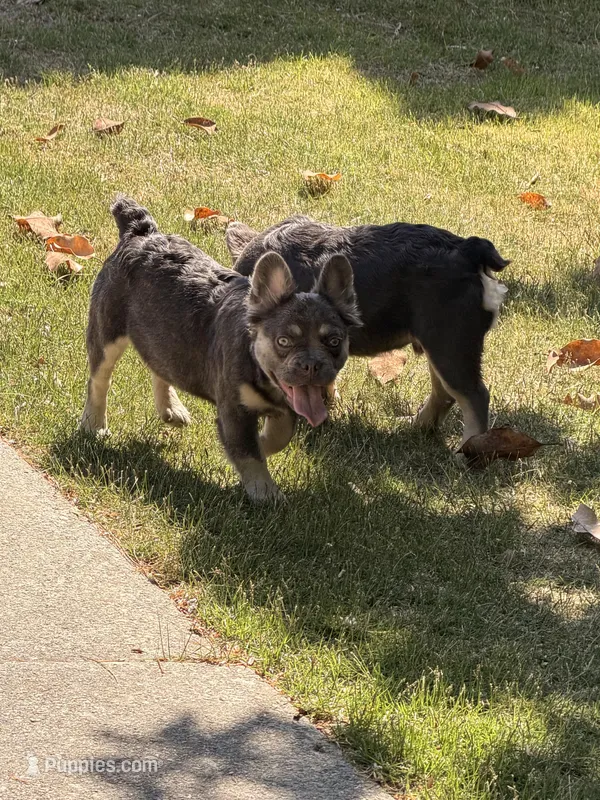 Akc Fluffy Daisy – French Bulldog puppy for sale in Braselton, GA