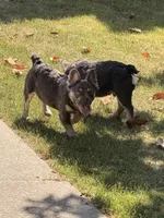 Akc Fluffy Daisy, a female French Bulldog for sale in Braselton, GA – 2 of 8