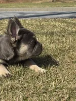 Akc Fluffy Daisy, a female French Bulldog for sale in Braselton, GA – Photo 3 of 6