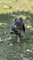 Akc Fluffy Daisy, a female French Bulldog for sale in Braselton, GA – 6 of 8