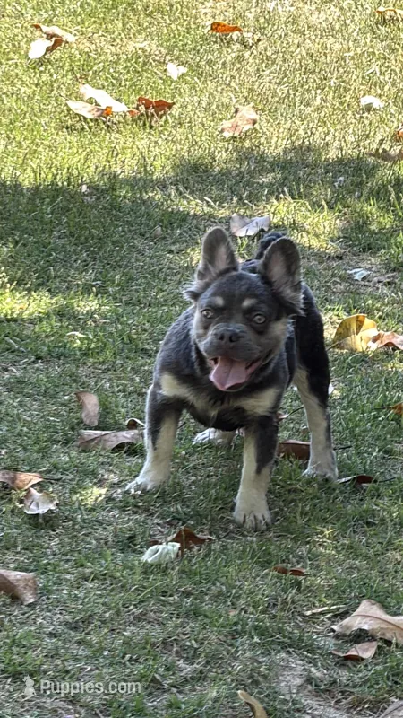 Akc Fluffy Daisy – French Bulldog puppy for sale in Braselton, GA