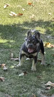 Akc Fluffy Daisy, a female French Bulldog for sale in Braselton, GA – 1 of 8